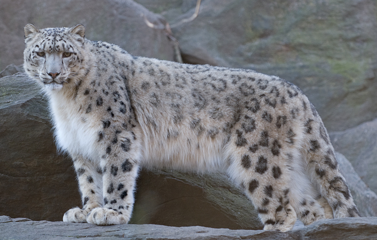 MBBronx Zoo(3)